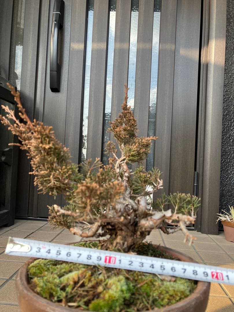 大特価★真柏糸魚川　懸崖　　素材　◉超お勧め！究極の逸品　足元の曲が大変面白い