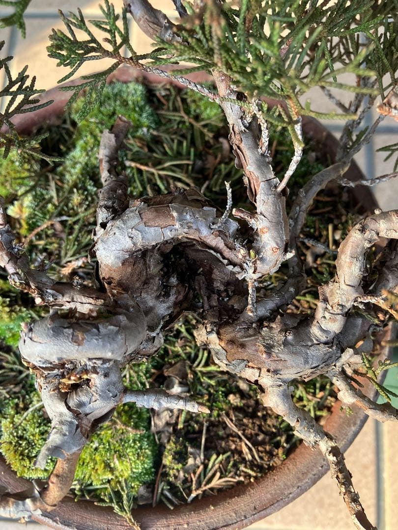 大特価★真柏糸魚川　懸崖　　素材　◉超お勧め！究極の逸品　足元の曲が大変面白い