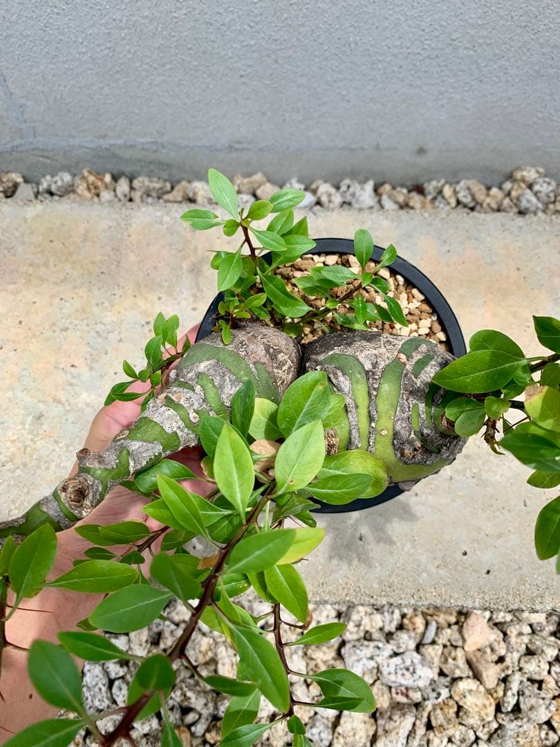 フォークイエリア ファシクラータ 2頭 GC① - メルカリ