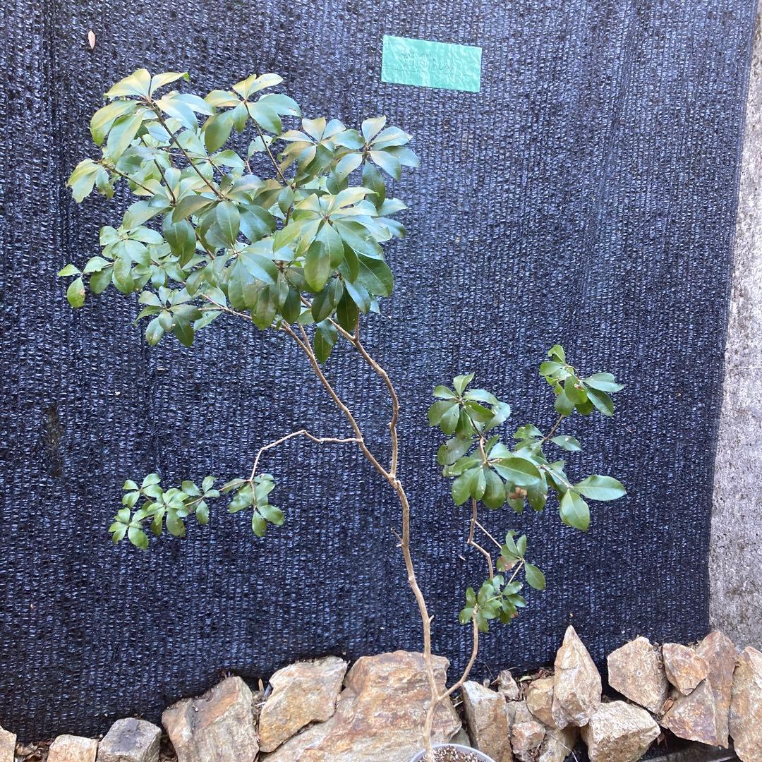 山採り アセビ 馬酔木 約170センチ - メルカリ