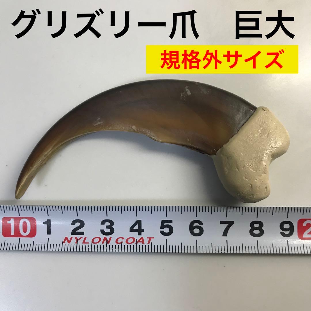 グリズリー 爪 ヒグマ 熊 巨大 - メルカリ