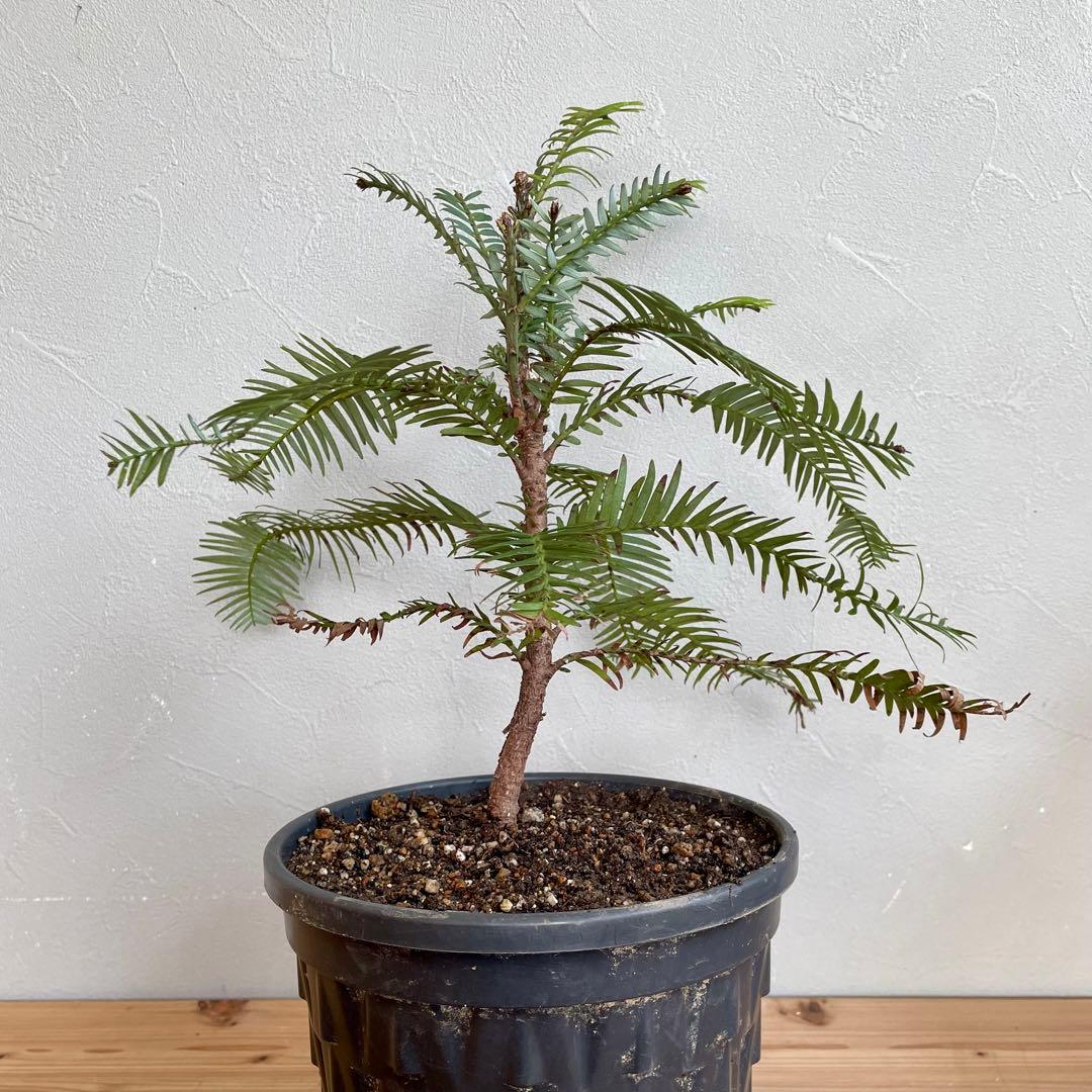 Wollemia nobilis ウォレマイ・パイン(ジュラシックツリー)盆栽 - メルカリ