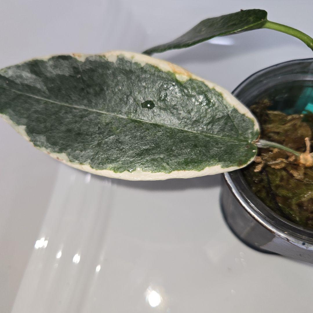 Hoya archboldiana variegata 約5~６cmカップ