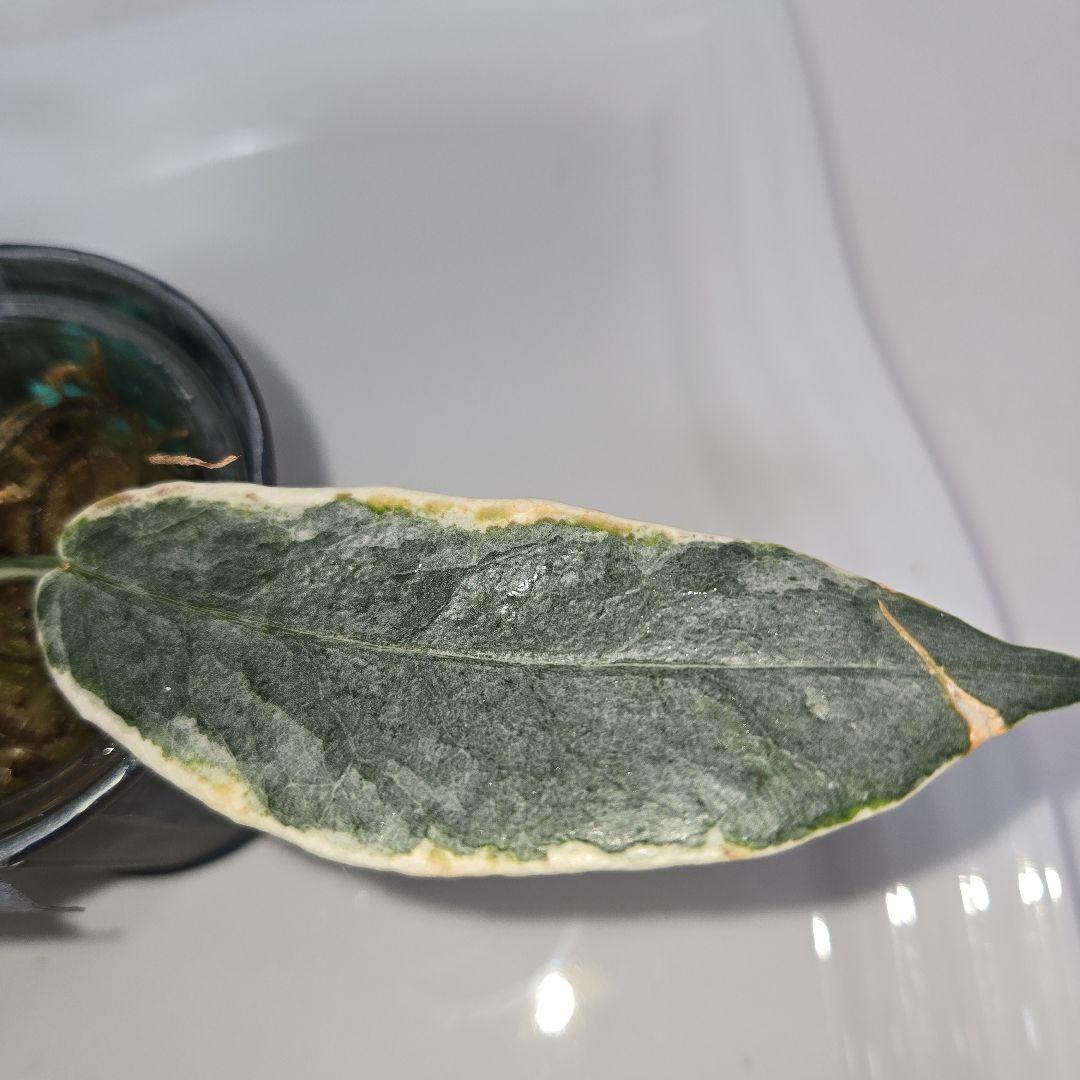 Hoya archboldiana variegata 約5~６cmカップ