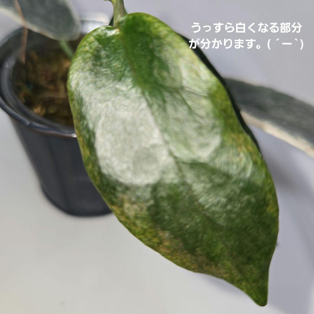 Hoya archboldiana variegata 約5~６cmカップ