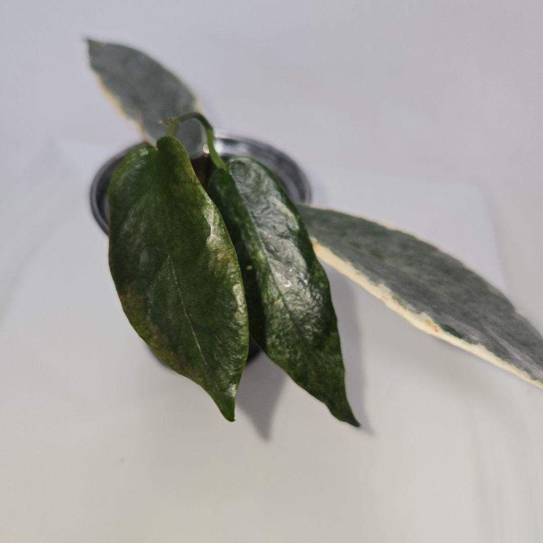 Hoya archboldiana variegata 約5~６cmカップ