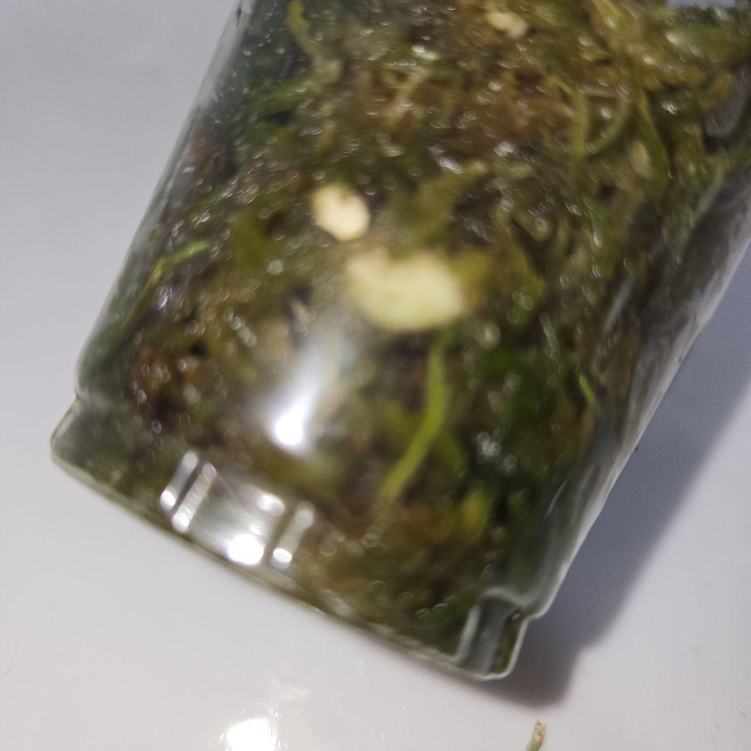 Hoya archboldiana variegata 約5~６cmカップ