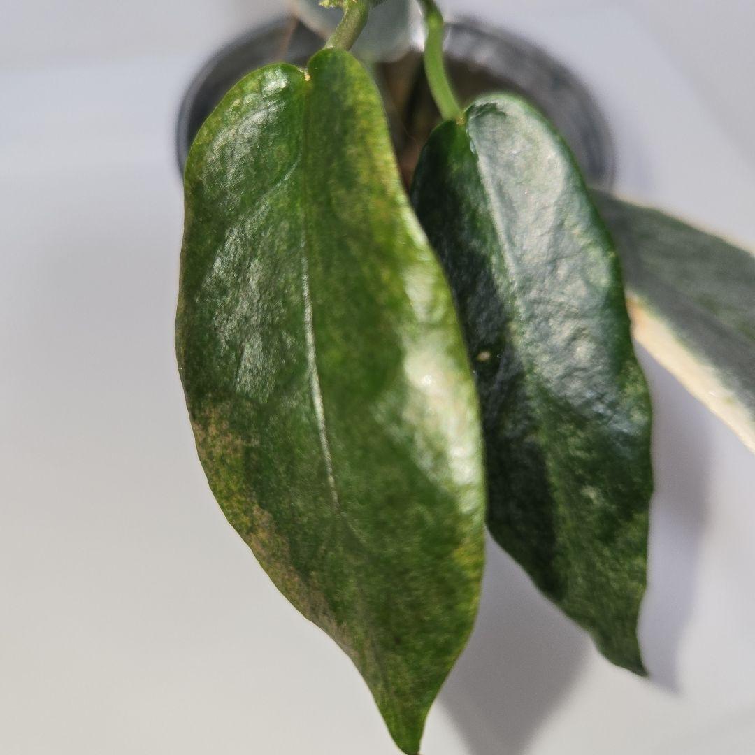 Hoya archboldiana variegata 約5~６cmカップ