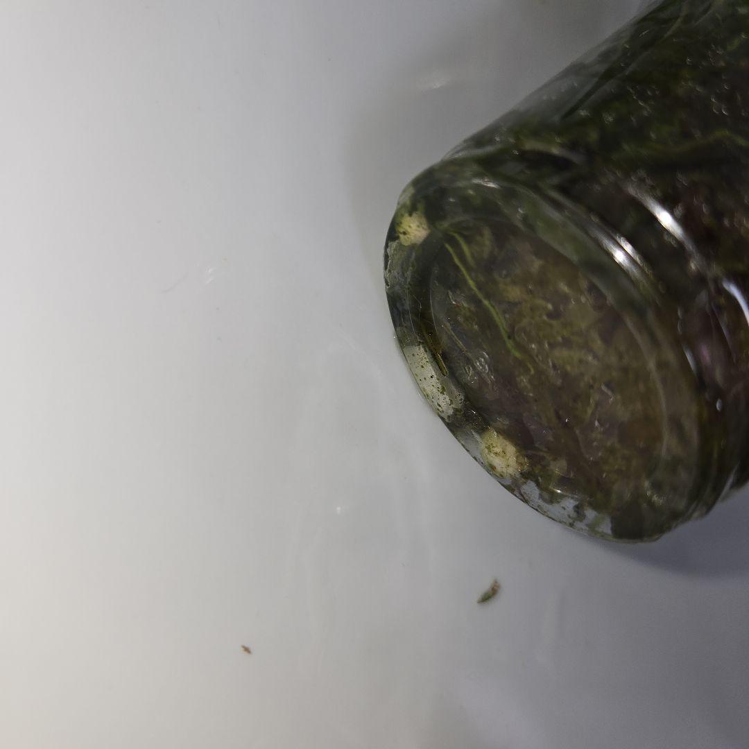 Hoya archboldiana variegata 約5~６cmカップ