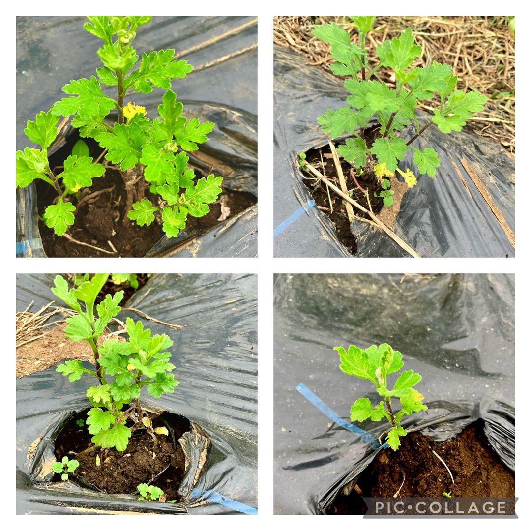 モッテノホカ　抜き苗　3本　匿名配送