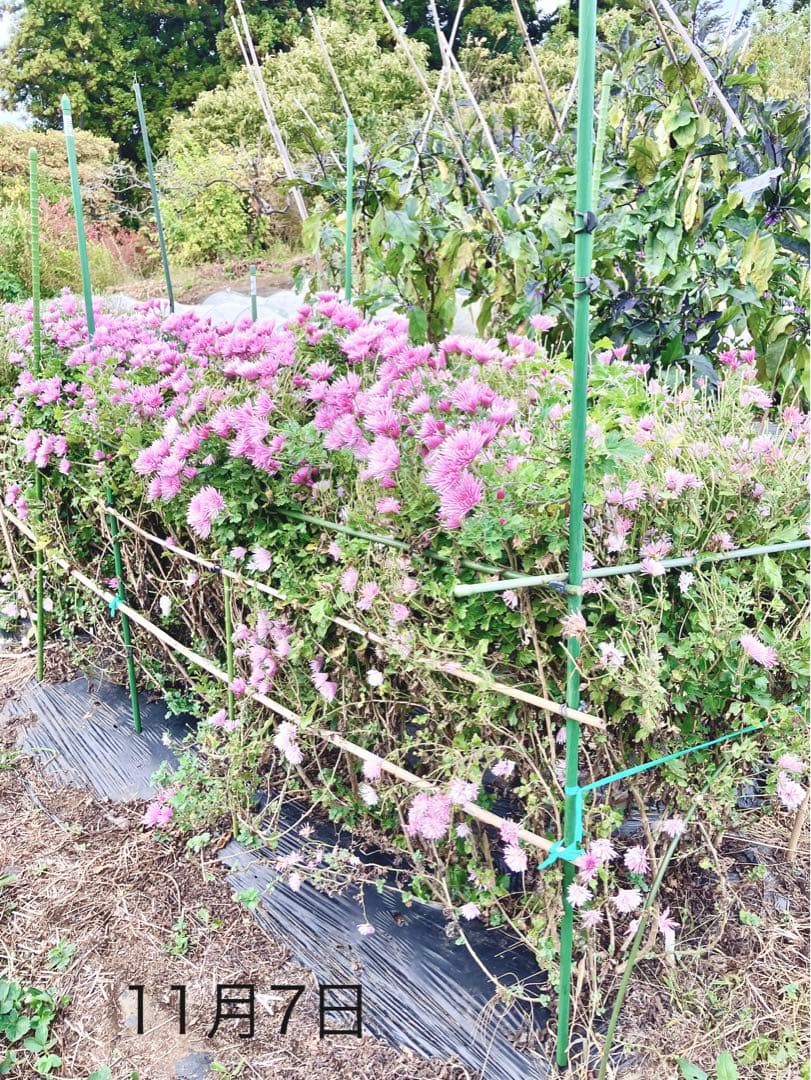 モッテノホカ　抜き苗　3本　匿名配送