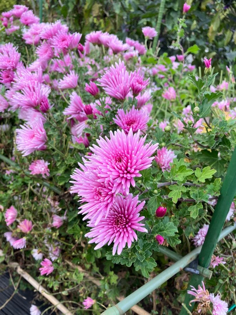 モッテノホカ　抜き苗　3本　匿名配送