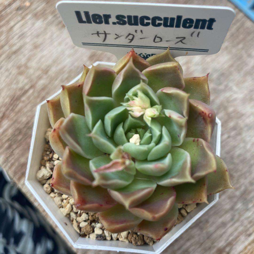 売却済み　　多肉植物 リエール苗　サンダーローズ