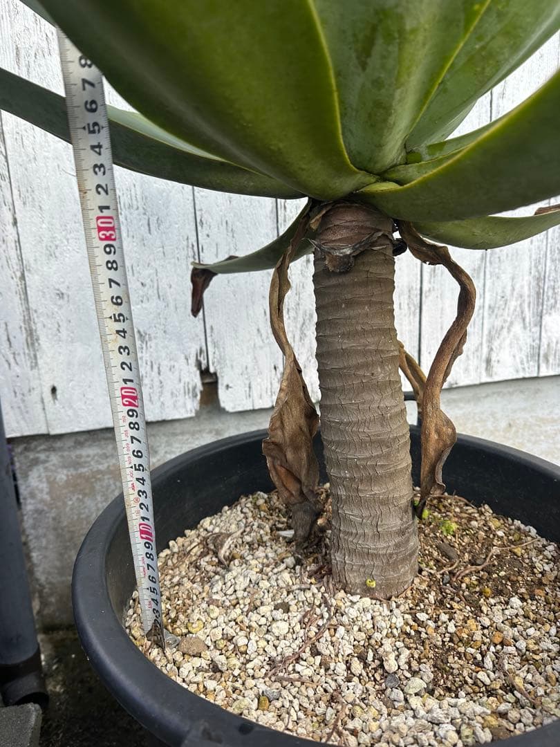 【大型】アガベアテナータ　特大アテナータ