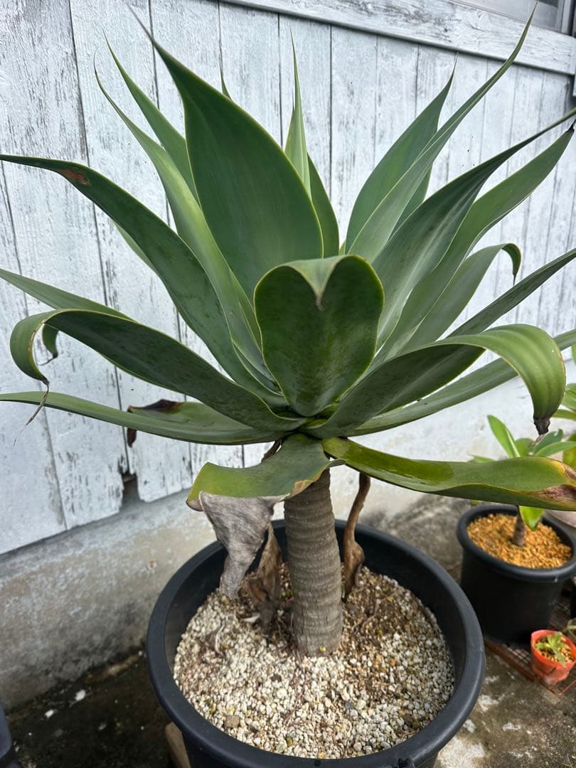 【大型】アガベアテナータ　特大アテナータ