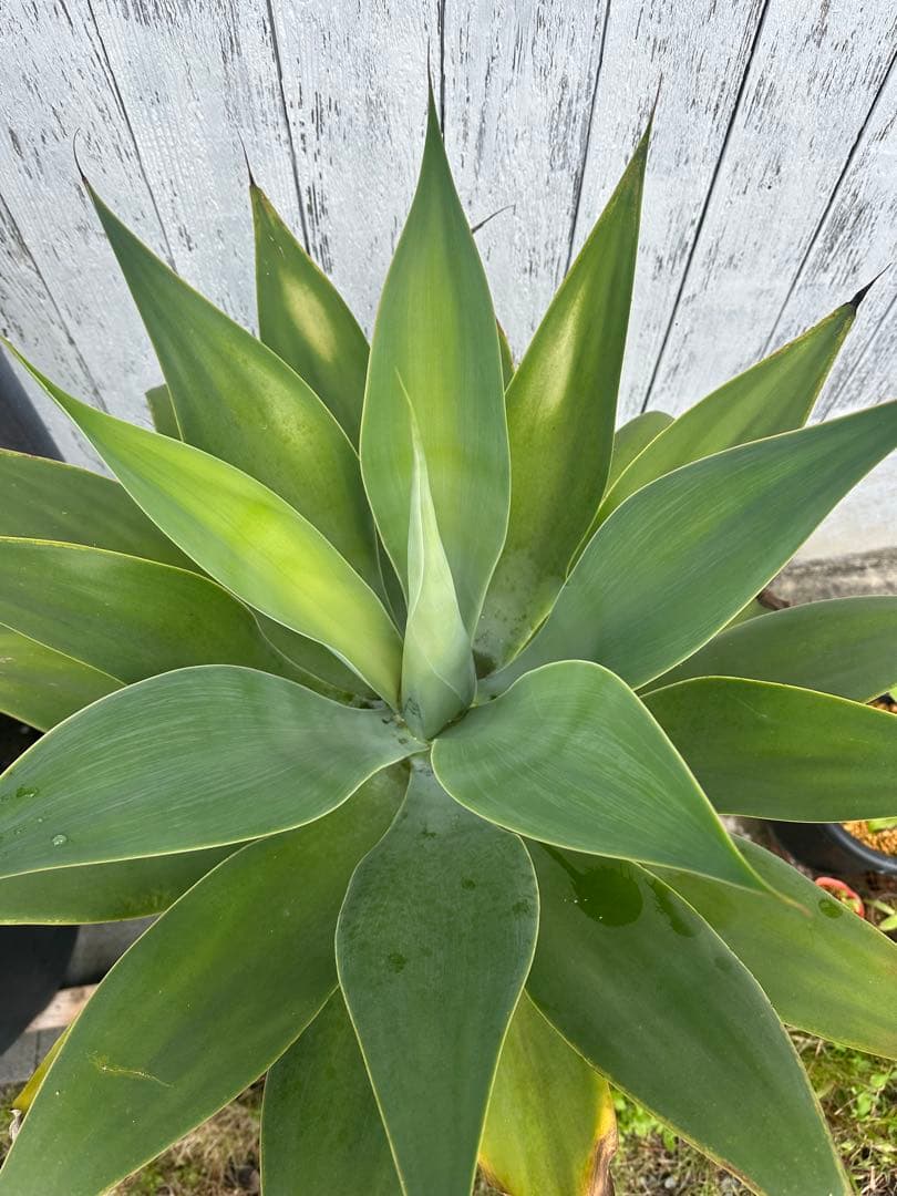 【大型】アガベアテナータ　特大アテナータ