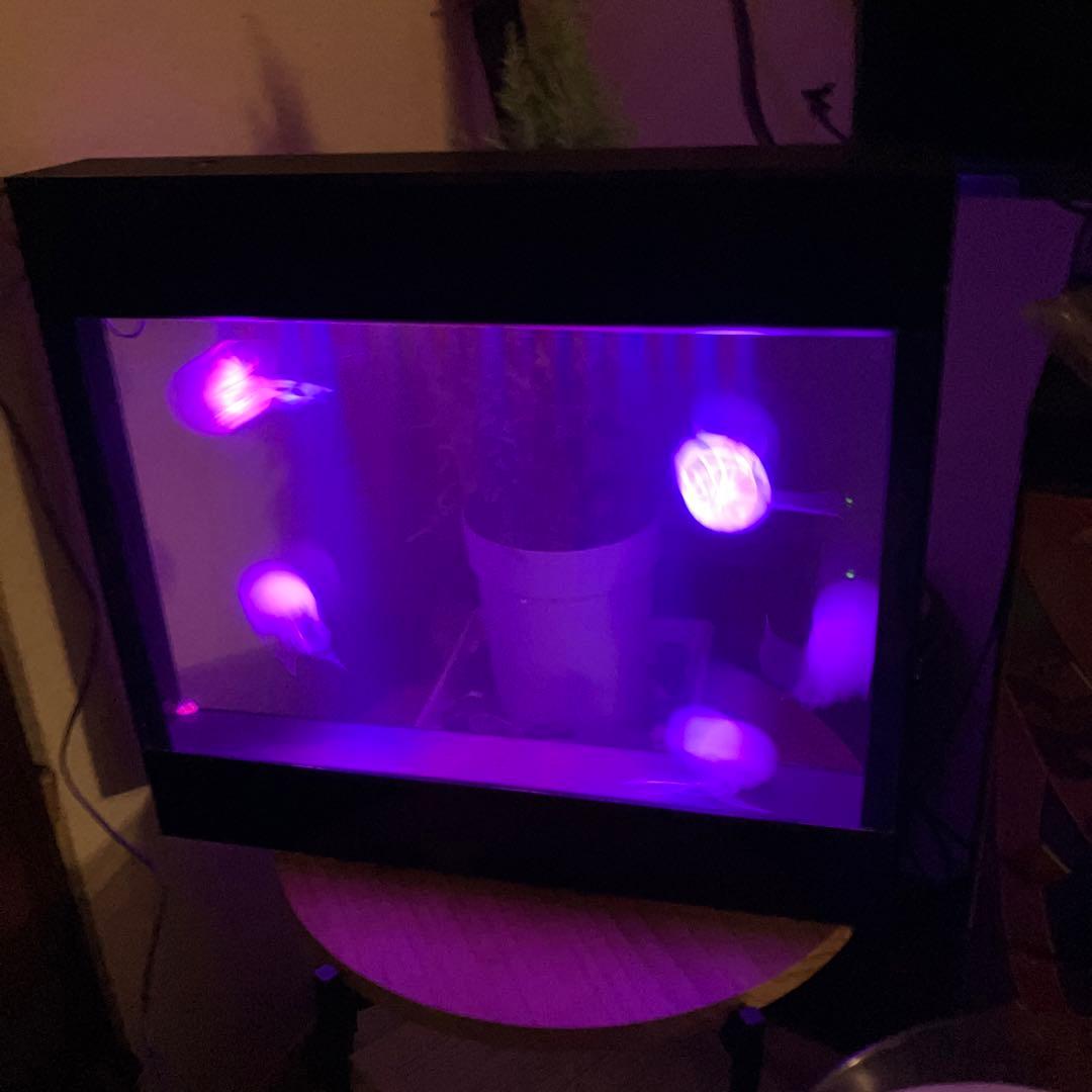 クラゲ　アクアリウム