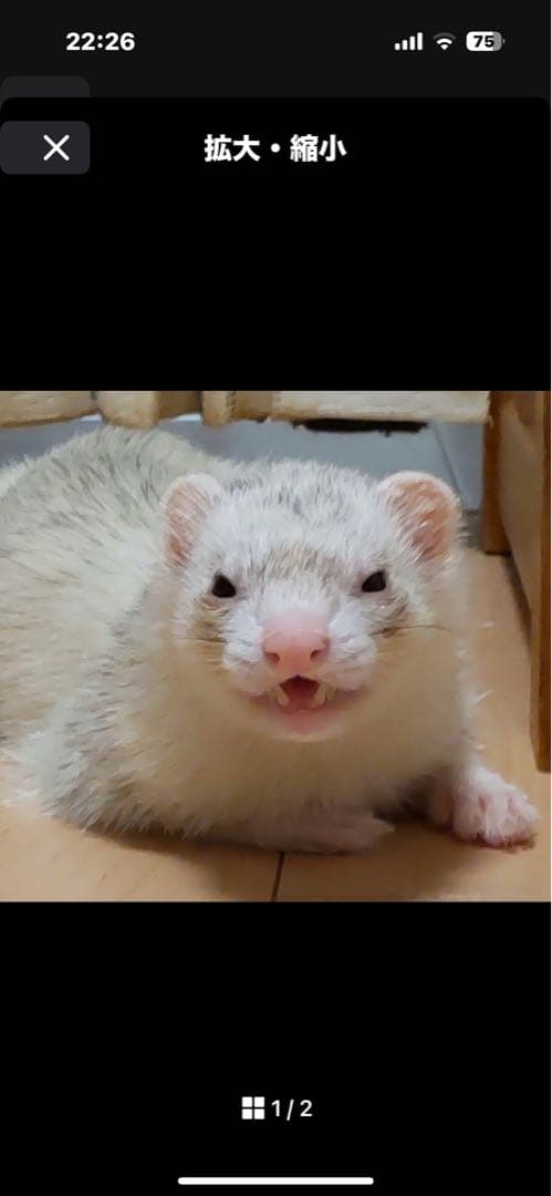 みお　まんまるあにまるず　フェレット×2