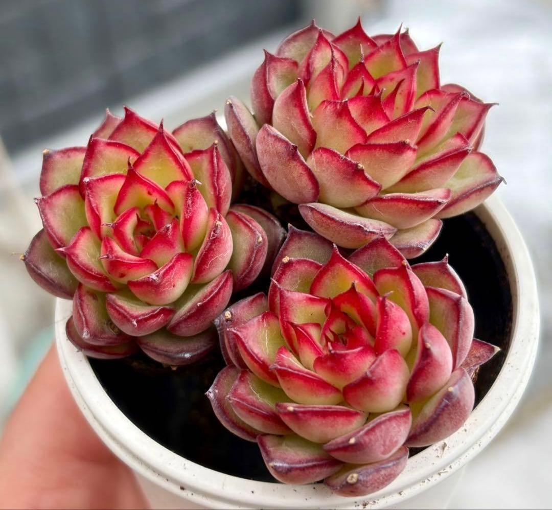 残り2セット！！霊隠 多肉植物 プラグ苗(抜き苗)3苗 ランダム発送