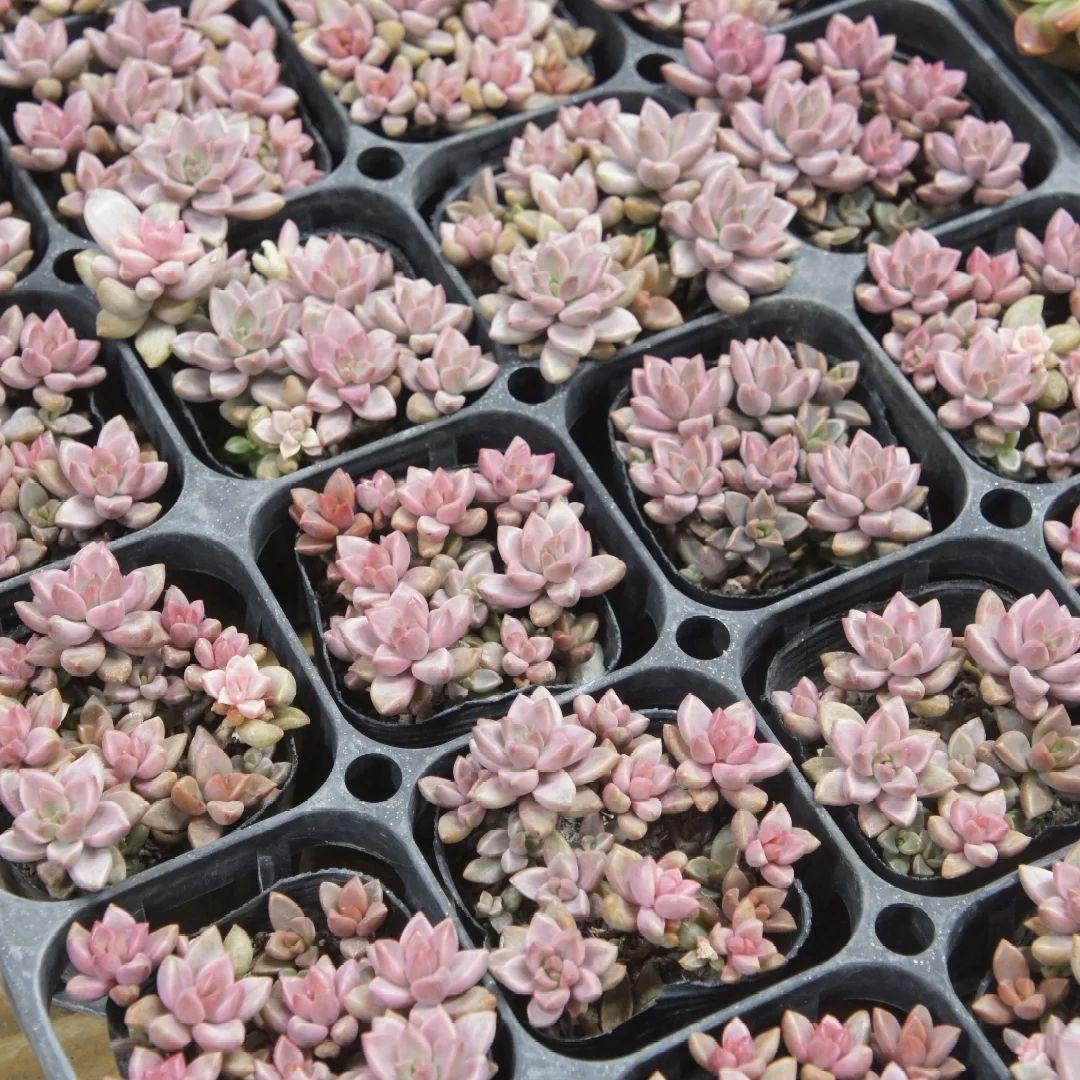 ☆彩之助☆さん専用