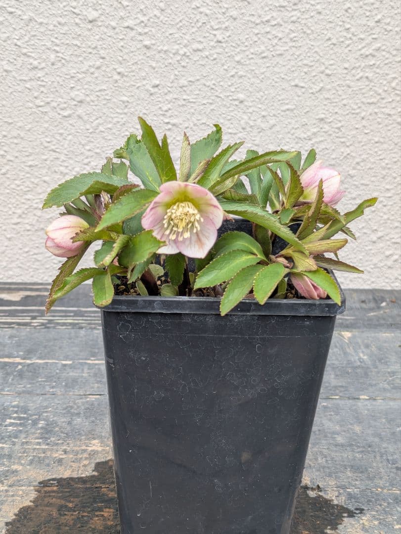 極美！ウィンターシンフォニー 小輪ピンクベイン SS ポーセリン風の質感