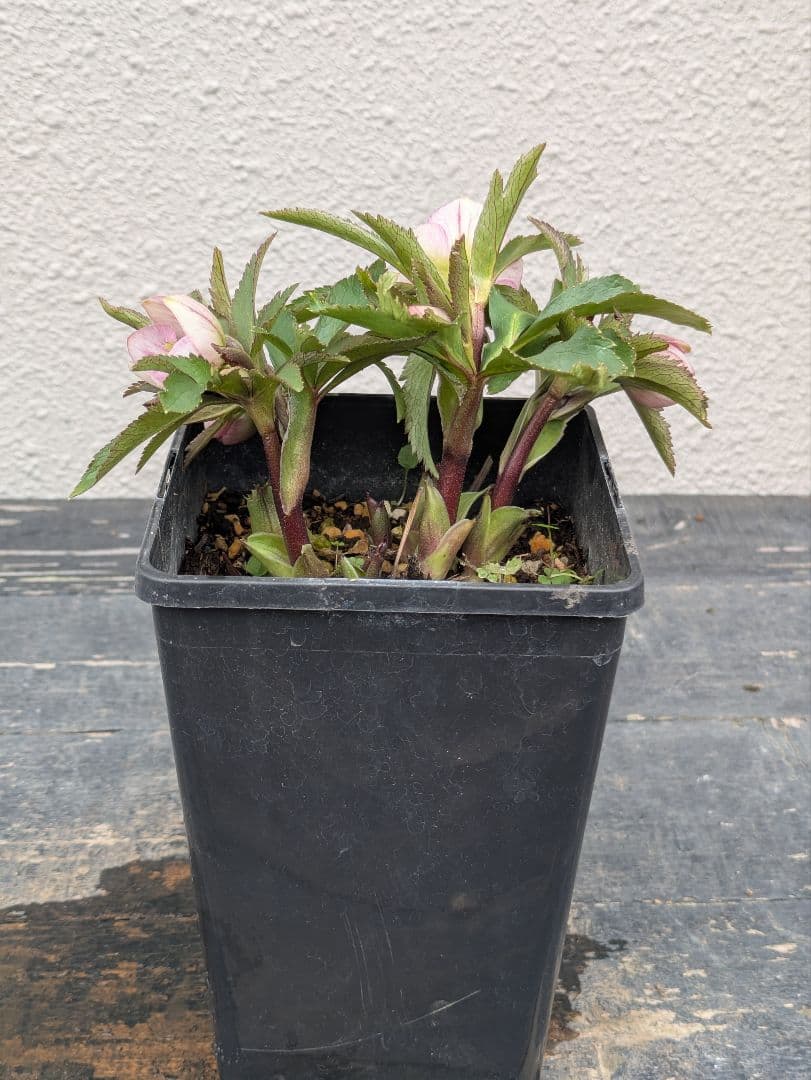 極美！ウィンターシンフォニー 小輪ピンクベイン SS ポーセリン風の質感