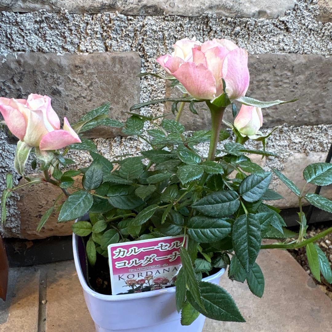 ミニ薔薇・カルーセルコルダーナ