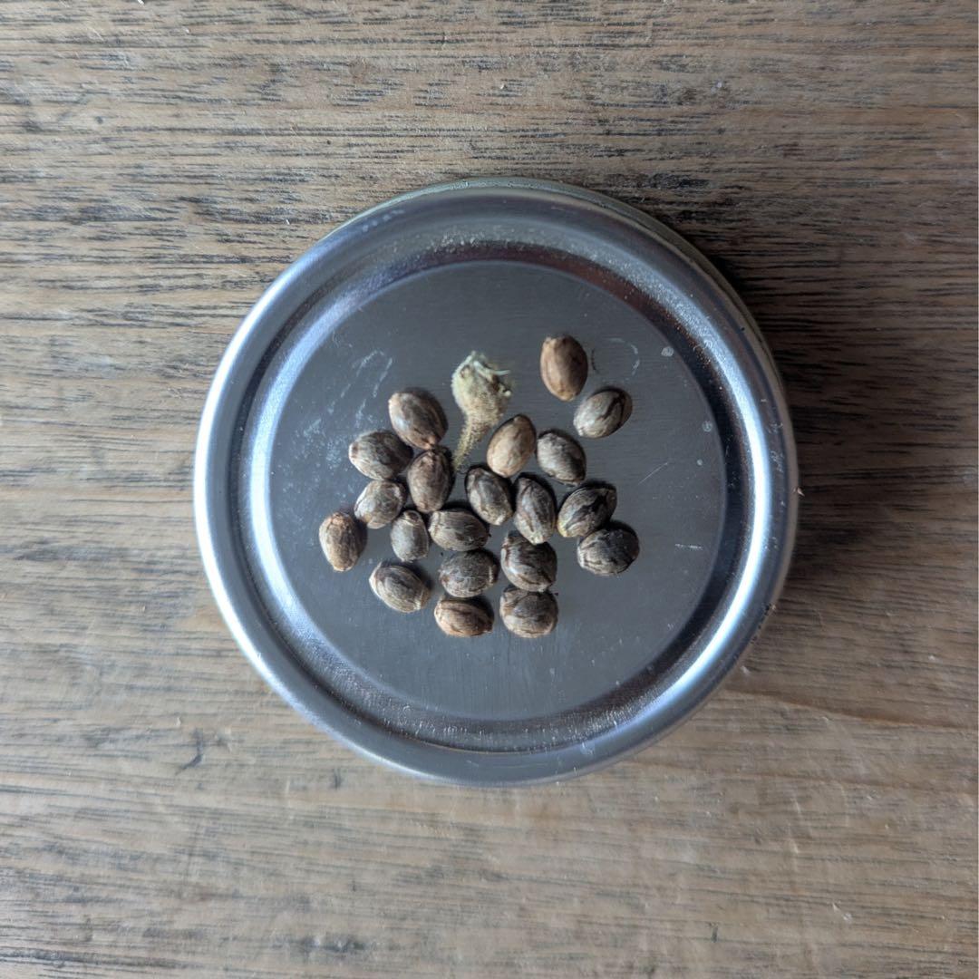 希少 40粒 麻の実 ヒマラヤ原種（ヘンプシード） - メルカリ