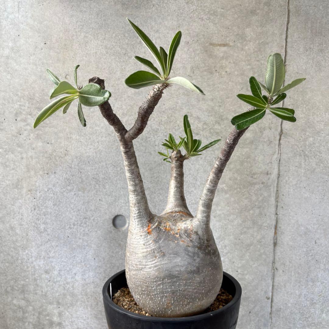 Masaさん専用グラキリス＋センナメリディオナリス