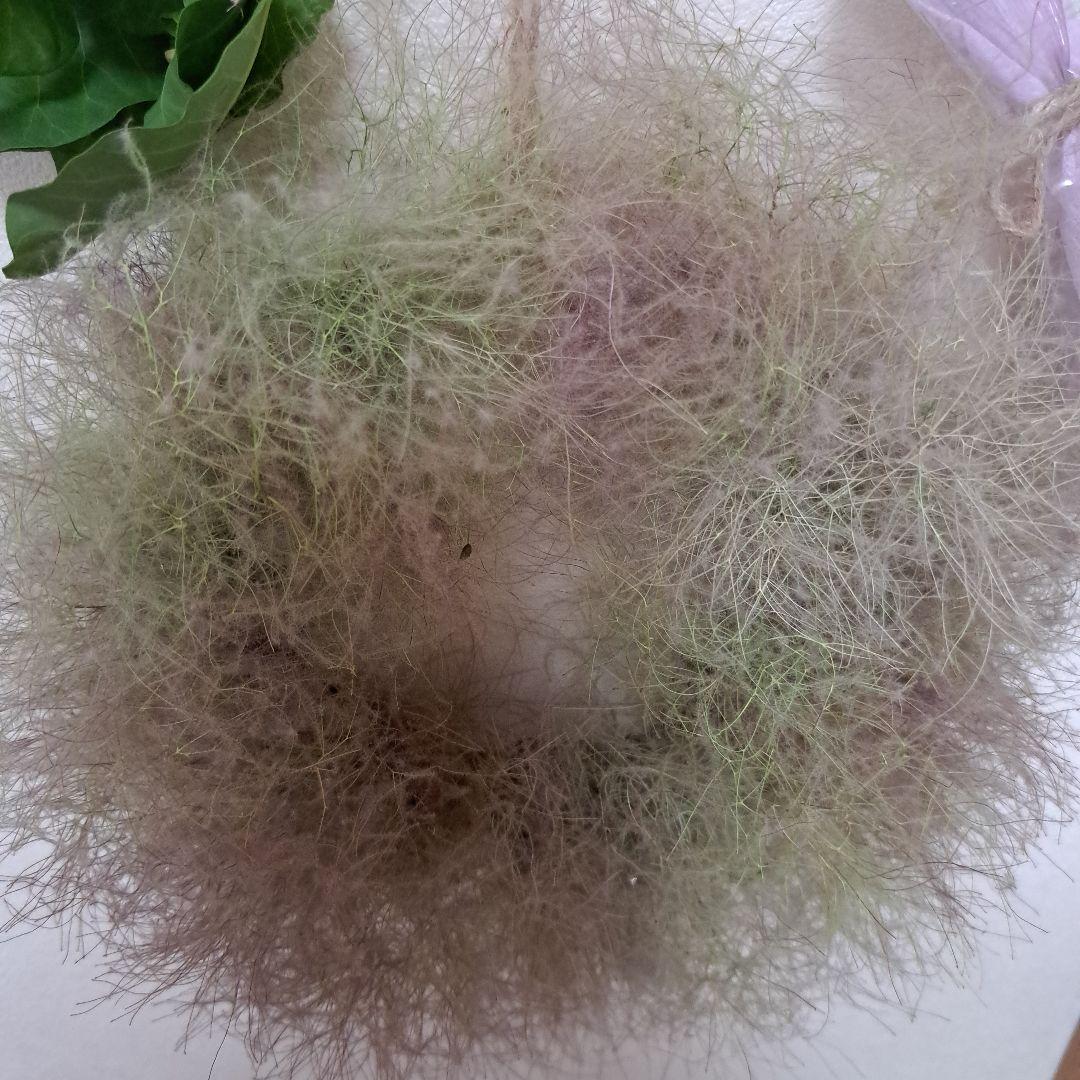 ふわふわスモークツリーのリース