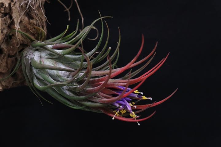 彪*丸様 ☆優良株【アガベ ユタエンシスエボリスピナ陽炎No.51】