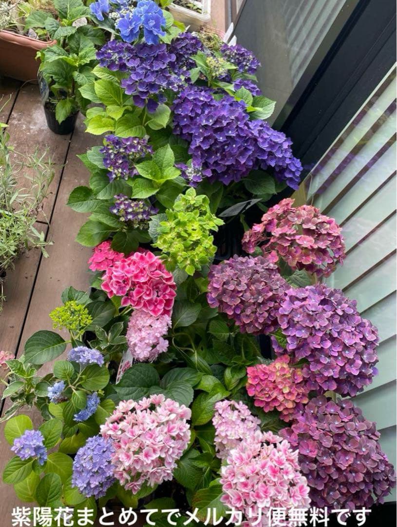 【花苗】4鉢限定　紫陽花　マジカルチョコレート　② 特大花　正規品　タグ付き