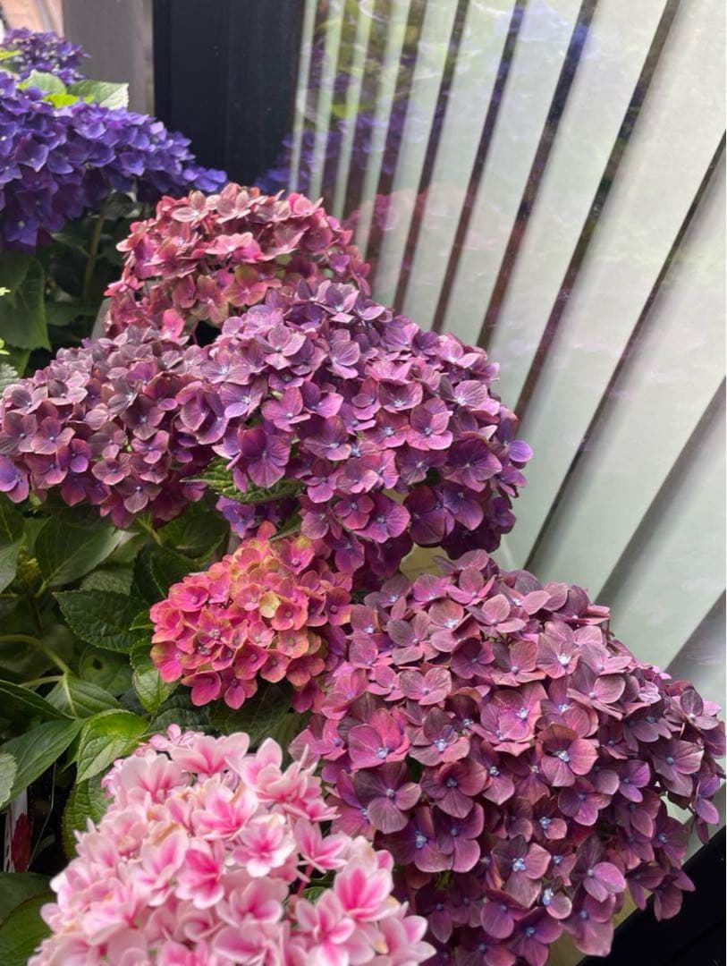 【花苗】4鉢限定　紫陽花　マジカルチョコレート　② 特大花　正規品　タグ付き