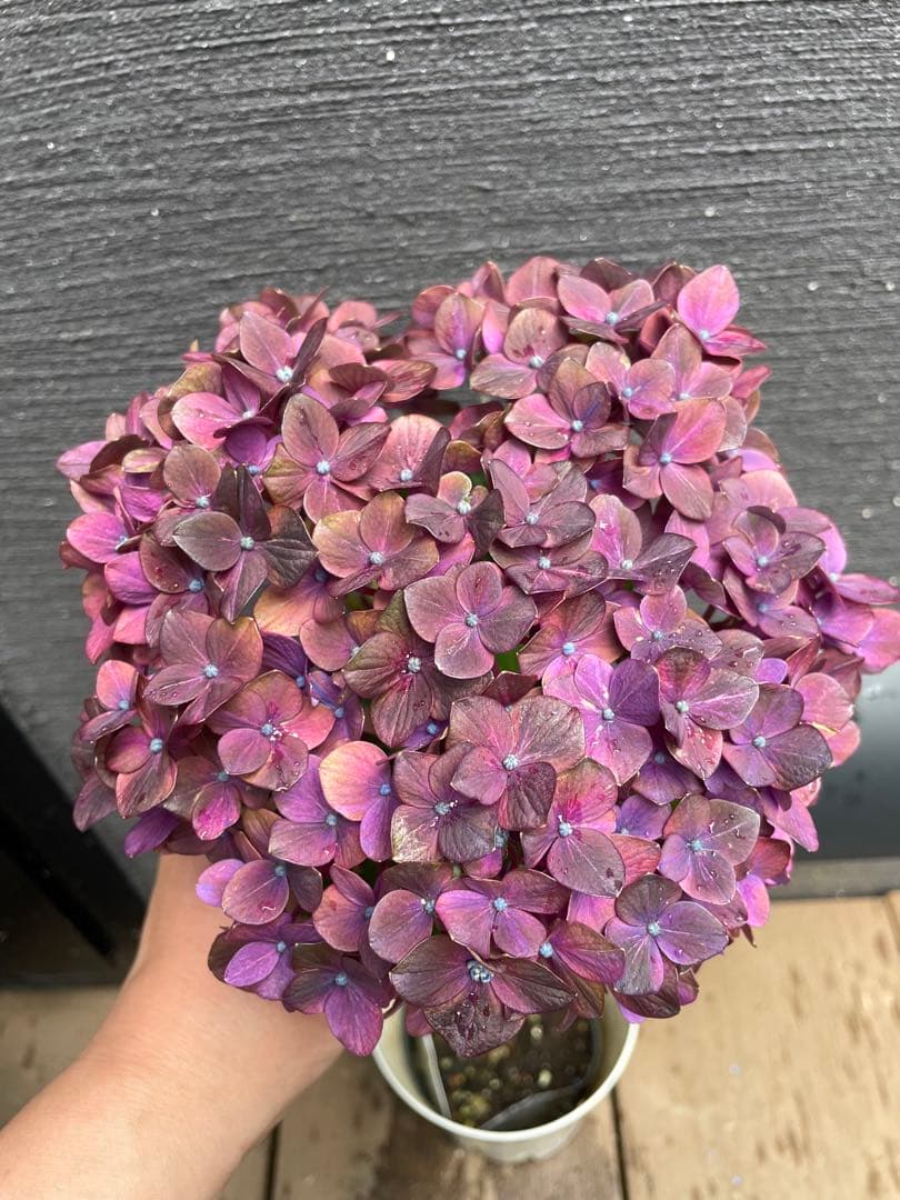 【花苗】4鉢限定　紫陽花　マジカルチョコレート　② 特大花　正規品　タグ付き