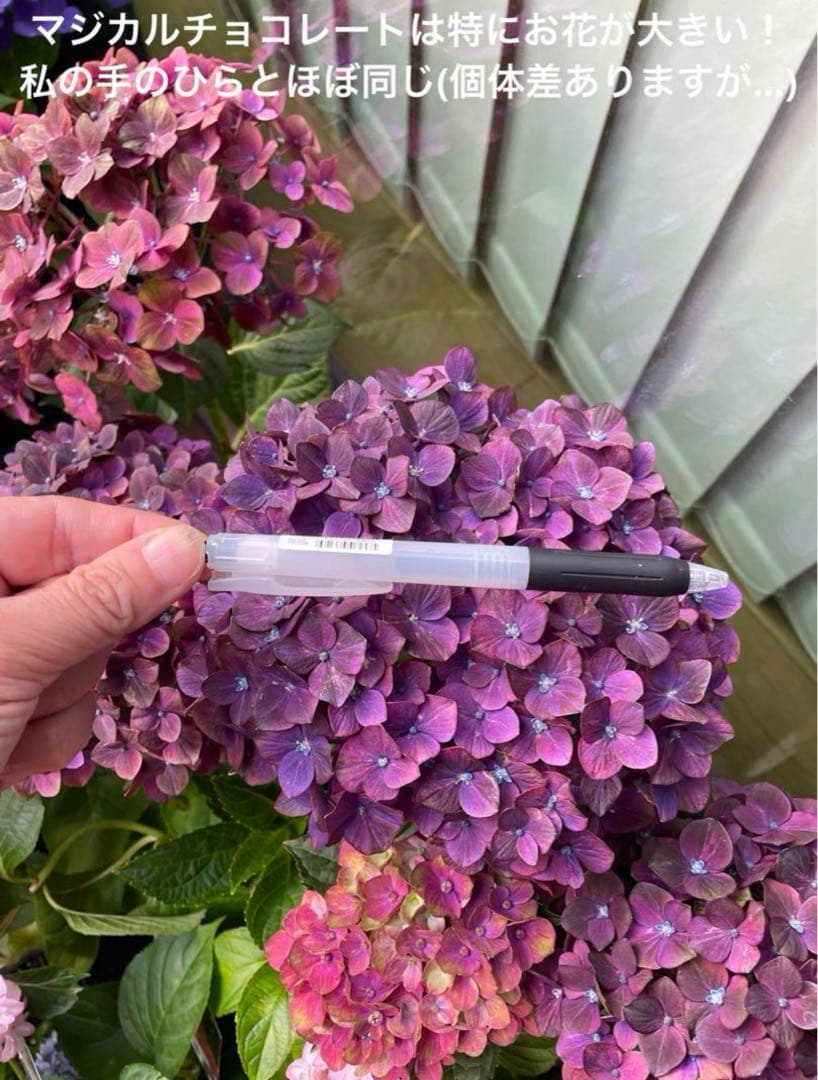 【花苗】4鉢限定　紫陽花　マジカルチョコレート　② 特大花　正規品　タグ付き
