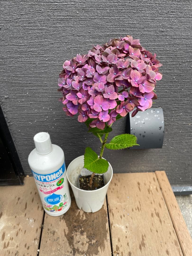 【花苗】4鉢限定　紫陽花　マジカルチョコレート　② 特大花　正規品　タグ付き