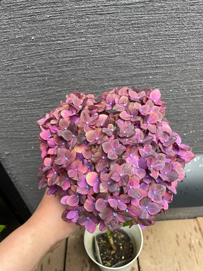 【花苗】4鉢限定　紫陽花　マジカルチョコレート　② 特大花　正規品　タグ付き