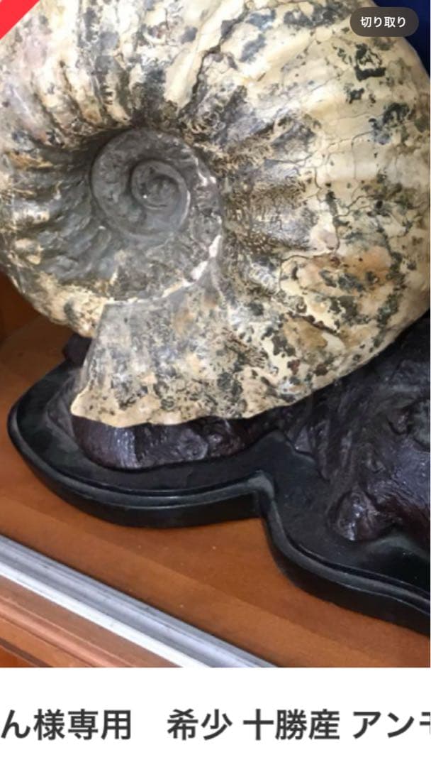 希少 十勝産 アンモナイトの化石