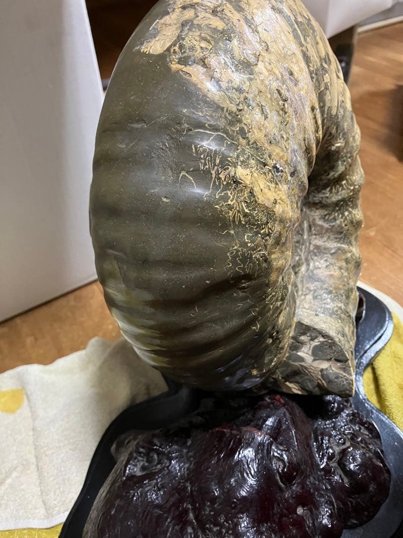 希少 十勝産 アンモナイトの化石