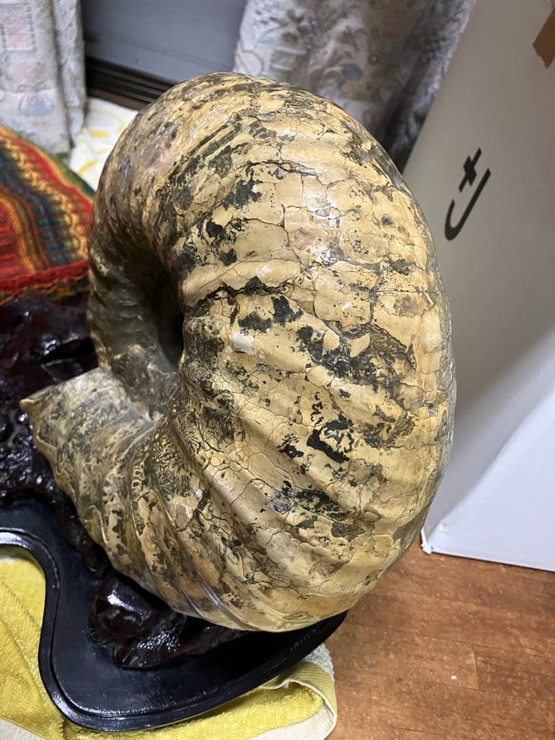 希少 十勝産 アンモナイトの化石