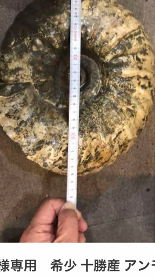 希少 十勝産 アンモナイトの化石
