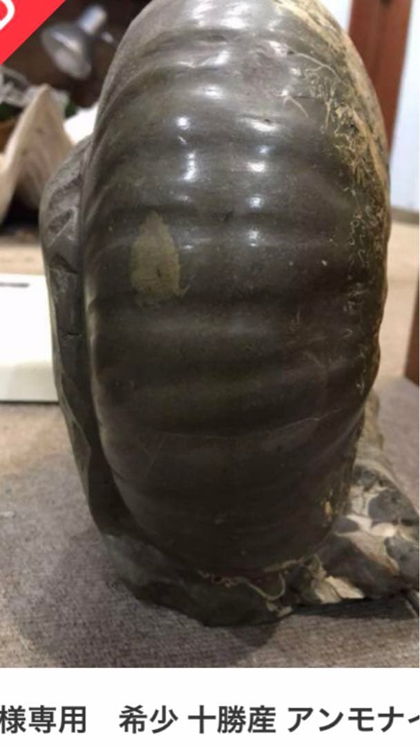 希少 十勝産 アンモナイトの化石