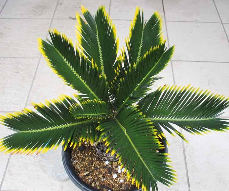 【現品】キンカンソテツ／金冠蘇鉄　8号　あ８番