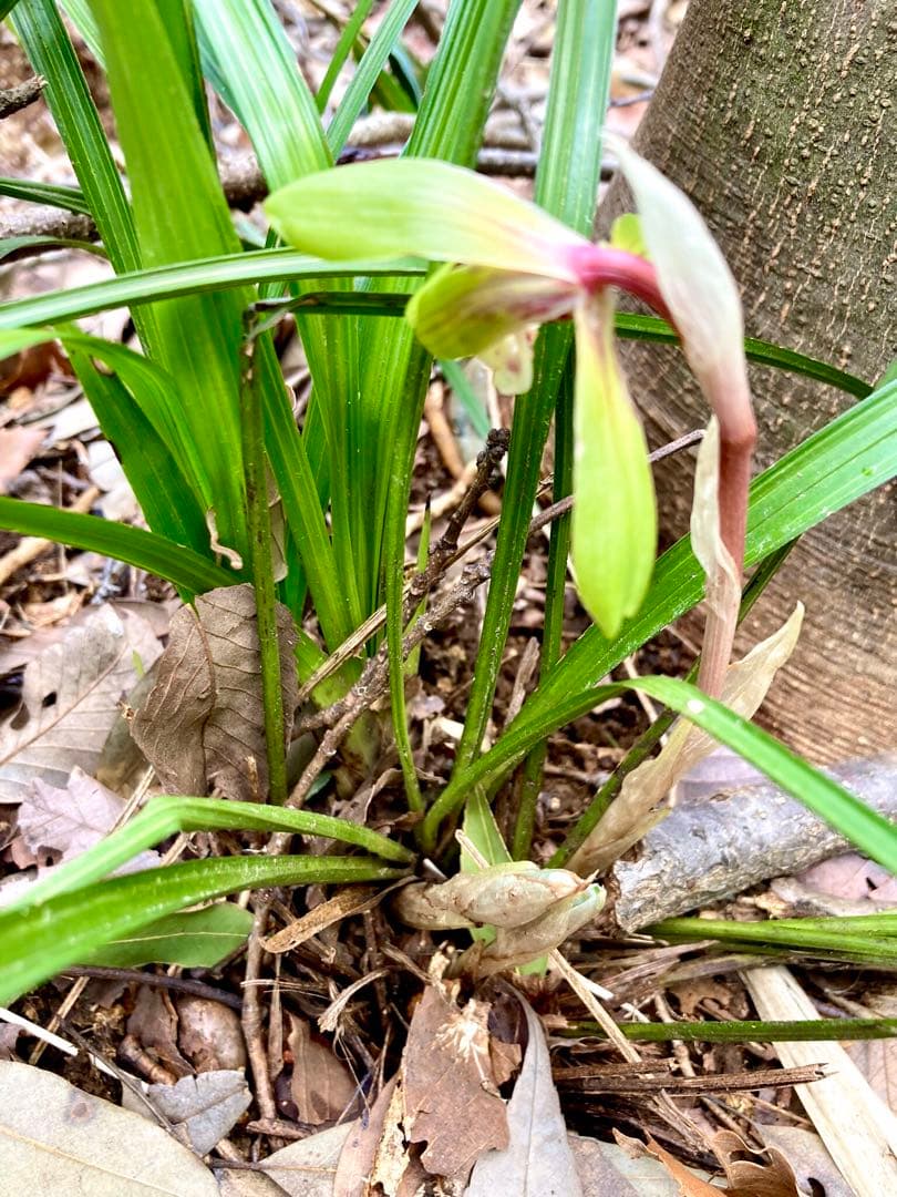【春蘭＊開花株＊お花ひとつが開花中＊蕾はふたつ】天然/野生/里山自生/山野草