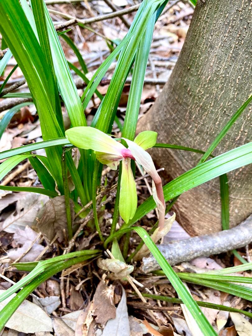 【春蘭＊開花株＊お花ひとつが開花中＊蕾はふたつ】天然/野生/里山自生/山野草