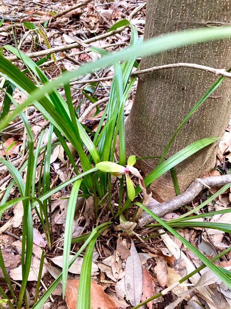 【春蘭＊開花株＊お花ひとつが開花中＊蕾はふたつ】天然/野生/里山自生/山野草