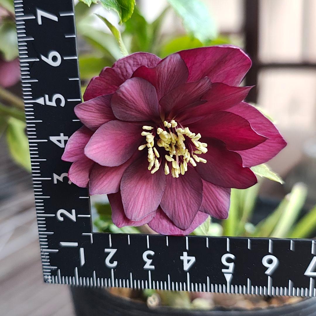 2611小輪系多弁赤しべディープレッド dd若泉ファーム クリスマスローズ