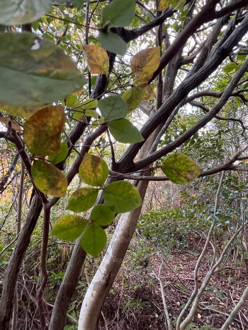 現品　ミツバツツジ　自然樹形　特大苗　2mほど　山採り　オススメ 007