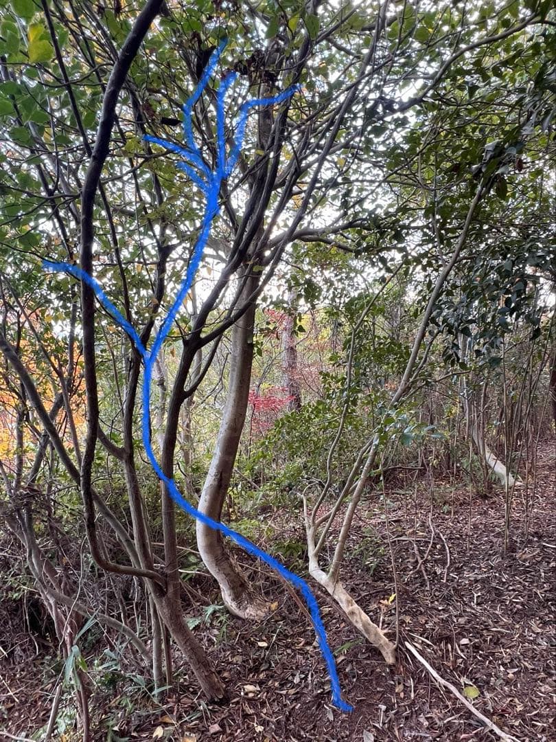 現品　ミツバツツジ　自然樹形　特大苗　2mほど　山採り　オススメ 007