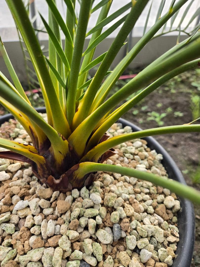 マクロザミア　ムーレイ